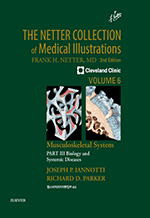 The Netter Collection Vol 6  Part 3 (2)